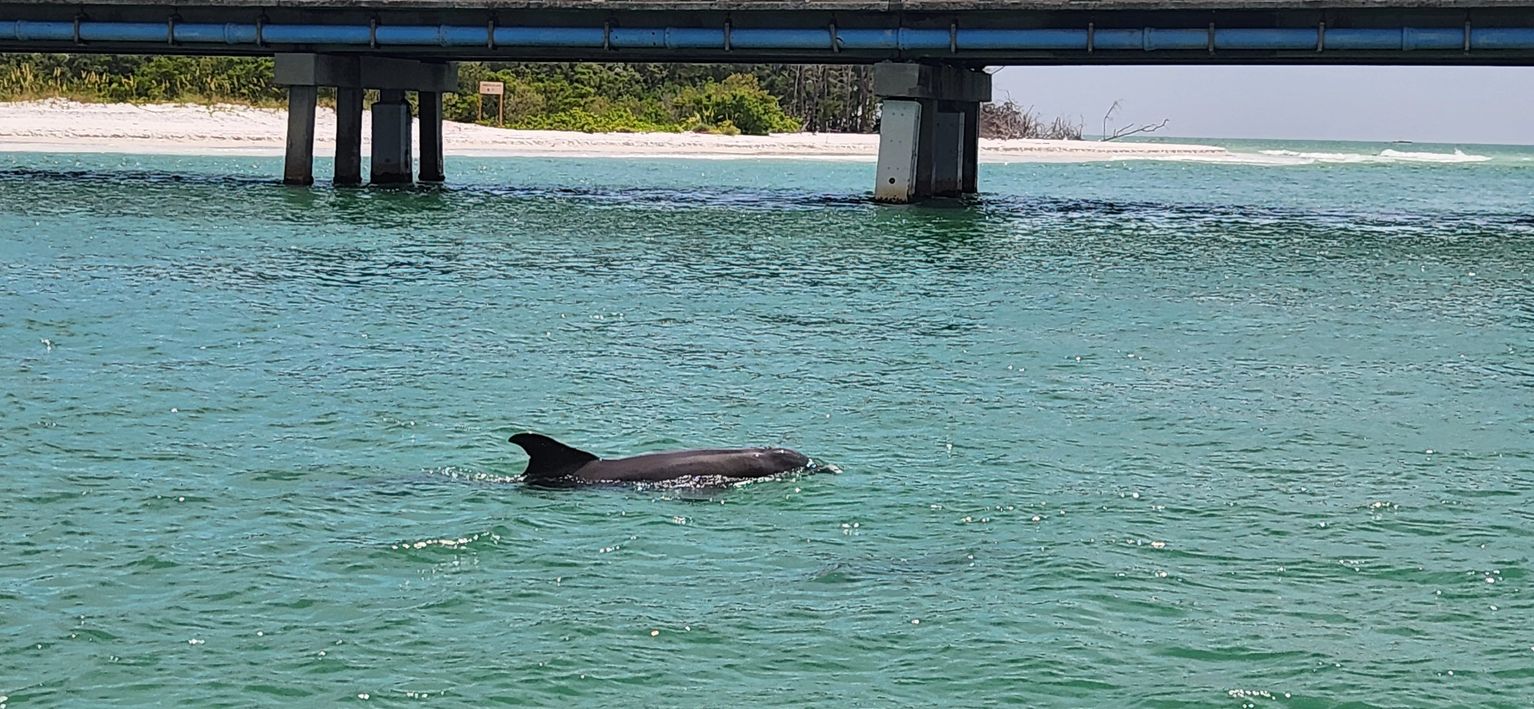 Dolphin and clear water near a Sarasota sandbar