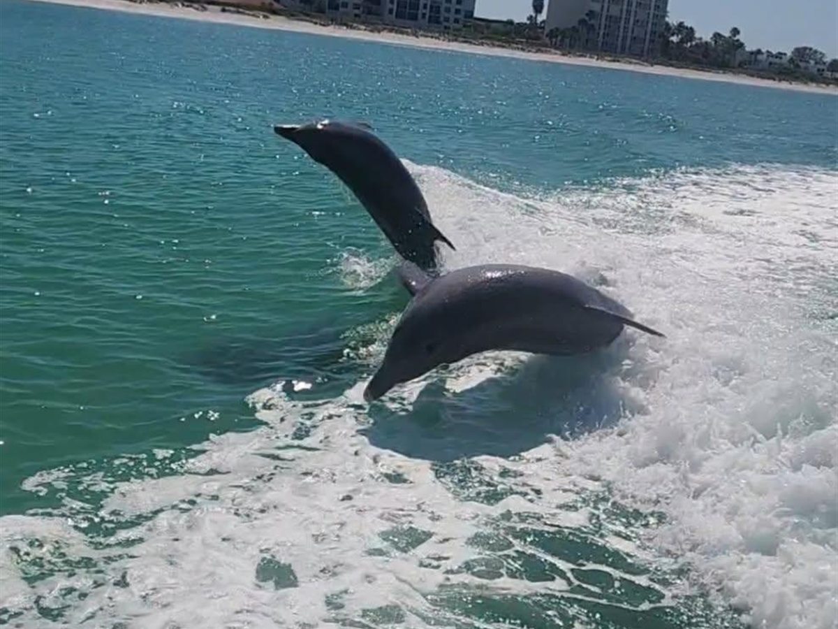 Two dolphins jumping beside a Sarasota charter boat wake
